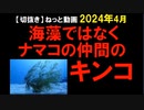 2024年4月情報　キモいなぁ。ワクって、どうして中止にならないのだろうな～。
