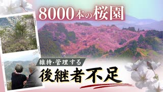 ミカン畑から生まれ変わった桜園　8000本の桜が咲き誇るも　維持・管理する後継者は不在