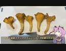 珍食材が食べたい！#182 アンズタケのオムレツ