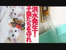 家庭内洪水発生！子猫たちを守れ！