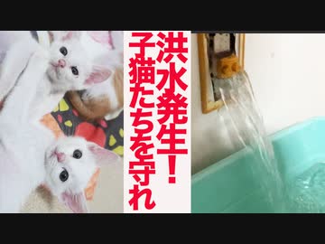 家庭内洪水発生！子猫たちを守れ！