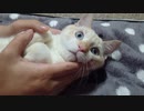 拾いねこ＠生後4263/188日目　猫の6か月は人間の14歳だそうで。