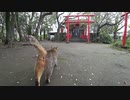 ある神社と曇り空と桜とネコ