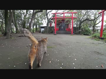 ある神社と曇り空と桜とネコ