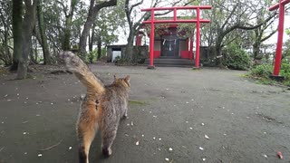 ある神社と曇り空と桜とネコ