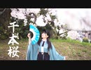 【青乃カレー】千本桜　踊ってみた【桜の前で】