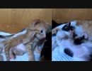 とうとう子猫が鳴きまくり出した「みんなで大合唱」可愛い動きもしまくりまくり