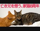 ベテラン子猫、亡き兄を想う家猫転職8周年