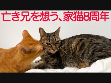 ベテラン子猫、亡き兄を想う家猫転職8周年