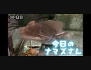 赤ちゃんなまず飼育日記 301日目