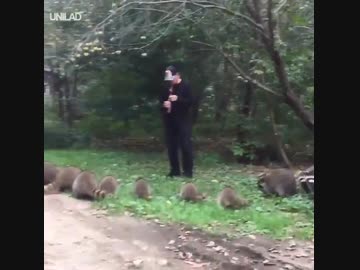 ホモと見る笛でアライグマを呼び寄せる男