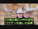 mRNAワクチン注射後の牲畜30%が死亡もしくは瀕死状態に