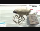 “まるでエイリアン”新種の化石「パリシカリス・ナオヤイ」