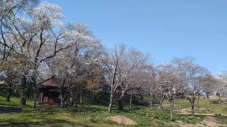 磯部桜川公園　20240410