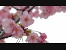 The SAKURA will soon wither.　生嶋一生