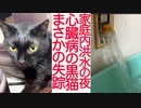 家庭内洪水発生！心臓病の黒猫が失踪する
