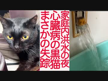 家庭内洪水発生！心臓病の黒猫が失踪する