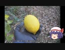 ゆっくり農民235畑を拓いてみませんか？#41