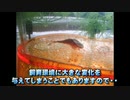 2012年、カブトエビ飼育の出だしから困難でございます。#02