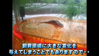 2012年、カブトエビ飼育の出だしから困難でございます。#02