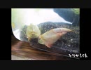 2012年、魔の一週間を越えて、カブトエビ飼育の新境地へ進んだのでございます。#03