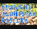 大きなジャガイモを沢山作るために土寄せしましょう