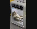 ホモと見る乾燥機の中でくつろぐネコ