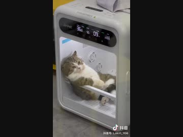 ホモと見る乾燥機の中でくつろぐネコ