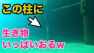 人工の柱にめっちゃ生物おるwww【生物観察】