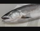春告魚(はるつげうお)と呼ばれる『桜鱒(サクラマス)』を捌いて調理する料理動画/格別の旨さ！上質な脂と引き締まった身/鮭/鱒/サーモン/捌き方/さばき方/人気/レシピ/Japanese food