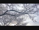 就活中でも桜咲く！！2024年桜開花実況