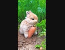ホモと見る　朝ごはん食べてるウサギだけ見てたい