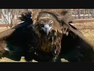 ホモと見る洋ゲーのボスみたいな鳥