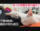保護子猫4姉弟、多くの災難を乗り越えた別れの前日