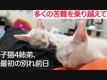 保護子猫4姉弟、多くの災難を乗り越えた別れの前日
