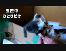 ついに子猫が離乳食たべた！「初めてのお味はどんな味？」