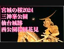 【宮城の桜2024】三神峯公園 仙台城跡 西公園櫻岡花見 2024/04/12