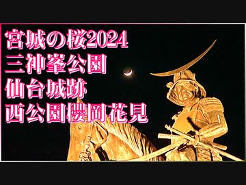 【宮城の桜2024】三神峯公園 仙台城跡 西公園櫻岡花見 2024/04/12