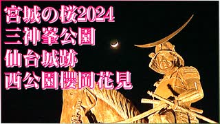 【宮城の桜2024】三神峯公園 仙台城跡 西公園櫻岡花見 2024/04/12