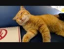 切符売り場に行くと猫が寝ていて癒やされる