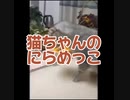 第239位：猫ちゃんのにらめっこ□