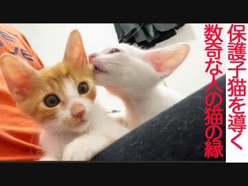 人と猫と街の縁、保護子猫たちを導く