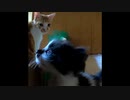 【ショート】どっちも覗いてる子猫と叔母猫