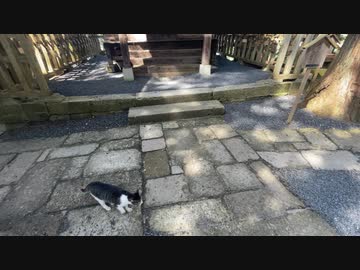山形県南陽市の熊野大社でひとなつっこい猫に会う　2024　0413