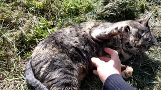 野良猫に触りまくってかまれまくる俺【可愛い】