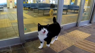 雨の日は切符売り場で雨宿りする野良猫達