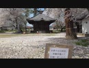 ダンボール・リサイクルからの、観音寺の桜