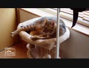 【第251回】春神楽②とまどろむ猫と干し大根