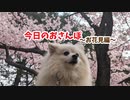 今日のおさんぽ～お花見編～