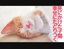 死にかけた子猫、縁に導かれて幸せに辿り着く